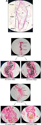 Morphological and physiological changes induced by Achyranthes aspera-mediated silver nanocomposites in Aedes aegypti larvae